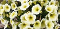 Panorama of white and yellow Petunia flowers