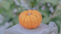 Panorama Whole fresh fall or autumn pumpkin in the shade