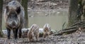 Panorama Wild Boar with young