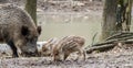 Panorama Wild Boar with young in the Wildlife