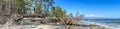 Panorama of wild coast with trees that have fallen after a storm on the shore of the Baltic Sea. Royalty Free Stock Photo