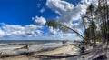 Panorama of wild coast with trees that have fallen after a storm on the shore of the Baltic Sea. Royalty Free Stock Photo