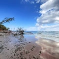 Panorama of wild coast with trees that have fallen after a storm on the shore of the Baltic Sea. Royalty Free Stock Photo