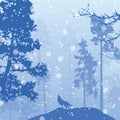 Panorama of wild coniferous winter forest