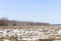 Panorama of a wild field located on the edge of a birch forest photographed in early spring.