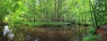 A panorama from a wild forest and a lake in Europe