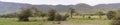 Panorama of wildebeest in meadow, Ngorongoro Crater, Tanzania