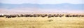 Panorama of Wildebeest migration