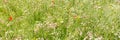 Panorama, Wildflower meadow at the prosperity period Royalty Free Stock Photo