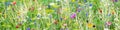 Panorama, wildflower meadow with wild herbs and flowers Royalty Free Stock Photo