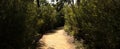 Panorama of a dirt gravel path on a hiking trail through native Australian bushland in the Grampians National Park, rural Royalty Free Stock Photo
