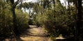 Panorama of a dirt gravel path on a hiking trail through native Australian bushland in the Grampians National Park, rural Royalty Free Stock Photo