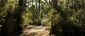 panorama of a dirt gravel path on a hiking trail through native Australian bushland in the Grampians National Park, rural Royalty Free Stock Photo