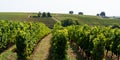 Panorama of Wine fields of Bordeaux french vine in Saint emilion hill Royalty Free Stock Photo