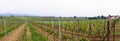 Panorama of wineyards in spring Royalty Free Stock Photo