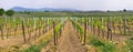 Panorama of wineyards in spring Royalty Free Stock Photo