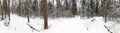 Panorama of a winter coniferous forest with a cross-country ski track and skiers climbing the mountain. Winter active sports Royalty Free Stock Photo