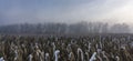 Panorama of a winter field with dried corn stalks and a tree plantation without foliage in the background Royalty Free Stock Photo