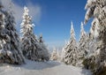 Panorama of the winter forest