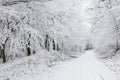 Panorama of Winter forest with snow and tree Royalty Free Stock Photo