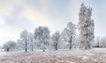 Panorama of Winter forest with snow and tree Royalty Free Stock Photo