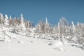 Panorama of winter forest under sky. Mountain valley with snow firs on sunny day