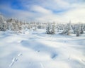 Panorama winter landscape with forest and traces of a hare on s Royalty Free Stock Photo