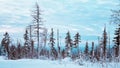 Panorama of the winter snow-covered forest. Trees on a blue winter sky background. Beautiful in nature. Landscape Royalty Free Stock Photo