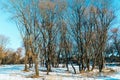 Panorama of the winter snow landscape of the river and the river Bank Royalty Free Stock Photo