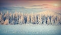 Panorama of the winter sunrise in the foggy mountains Royalty Free Stock Photo