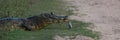 Panorama of yacare caiman holding dead fish