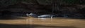 Panorama of yacare caiman in sunlit pool