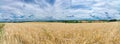 Panorama of a yellow wheat field with a blue sky and white clouds in the background Royalty Free Stock Photo