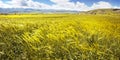 Panorama of the yellow ears of wheat in the valley of flowers Royalty Free Stock Photo