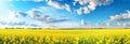 Panorama of a yellow field with blue sky and white clouds. Royalty Free Stock Photo