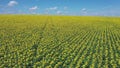 Panorama Yellow field of flowers of sunflowers against a light, blue sky aerial view.