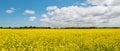 Panorama of yellow field rapeseed (Green Gables Shore, Prince Ed