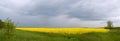 Panorama of yellow field with spring storm Royalty Free Stock Photo