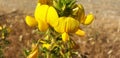 Panorama of yellow flowers lotus medicago, genista or hippocrepis