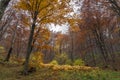 Panorama with Yellow leafs of beech, Vitosha Mountain, Bulgaria