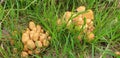 Panorama of yellow mushrooms coprinellus micaceus