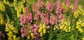 Yellow and pink antirrhinum flowers