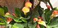 Yellow and pink flowers of zantedeschia aethiopica or zantedeschia albomaculata