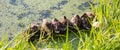 Panorama of the young campers sitting ducks, bask in the sun, on a background of green pond. Selective focus