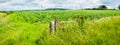 Panorama of young corn plants in field on the blue sky Royalty Free Stock Photo