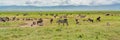 Panorama view of Zebras with a herd of Wildebeest. Ngorongoro Crater. Tanzania