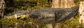 Panoramam of Alligator In Swamp Royalty Free Stock Photo