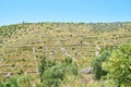 Hills near Brusje, Hvar, Croatia Royalty Free Stock Photo