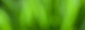 Panoramic Abstract Beautiful Green Nature Blurred Background Royalty Free Stock Photo
