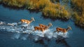 Antelope herds migrate across the vast, waterlogged grasslands of the Okavango Delta, Botswana, in a breathtaking aerial panorama